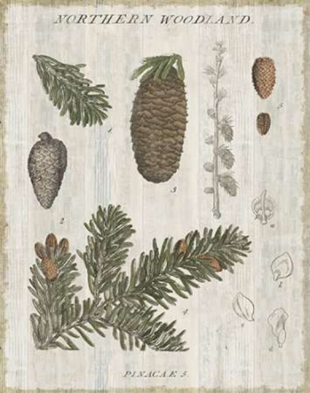 Woodland Chart IV Poster Print by Sue Schlabach - Item # VARPDX22249